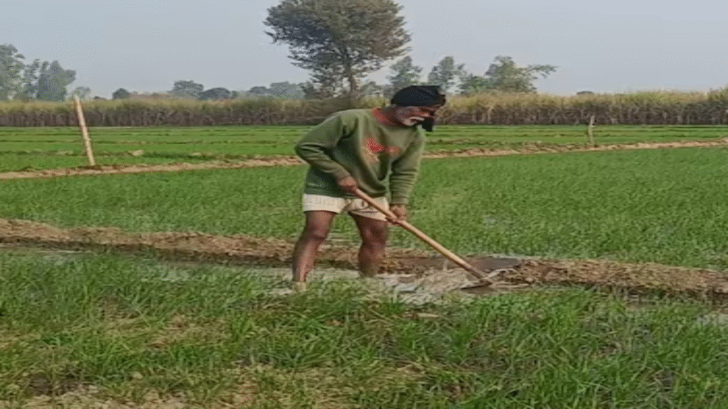 किसानों को मिल सकता है तोहफा… कर ले तैयारियां मिलेगी धान की बेहतर पैदावार और KCC से आर्थिक ताकत किसानों को मिल सकता है तोहफा… कर ले तैयारियां मिलेगी धान की बेहतर पैदावार और KCC से आर्थिक ताकत - Samachar Mirchi