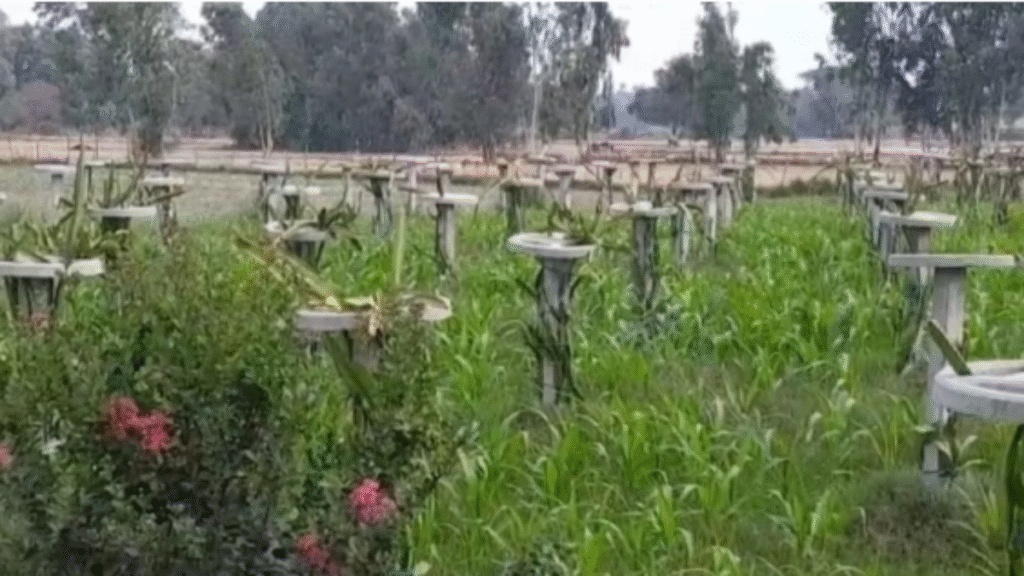 ड्रैगन फ्रूट बना किसानों की आय का नया जरिया, बढ़ती मांग से खेती को मिला बढ़ावा ड्रैगन फ्रूट बना किसानों की आय का नया जरिया, बढ़ती मांग से खेती को मिला बढ़ावा - Samachar Mirchi