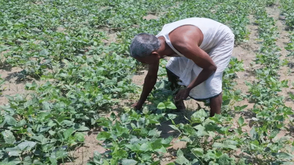 बारिश के मौसम में करें फलों की खेती, बनें लखपति जानिए कृषि विशेषज्ञ की सलाह - Samachar Mirchi