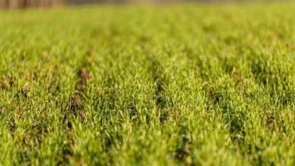 बिहार में किसानों की आय बढ़ाने को लेकर एक नई पहल, अब किसान मसाले उगाकर बढ़ा सकेंगे अपनी कमाई