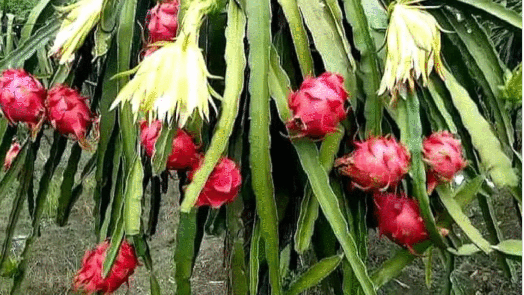 Dragon Fruit Export: दुबई को भा गया ओडिशा का ड्रैगन फ्रूलांगीर से लगातार दूसरे साल हुआ सफल निर्यात - Samachar Mirchi