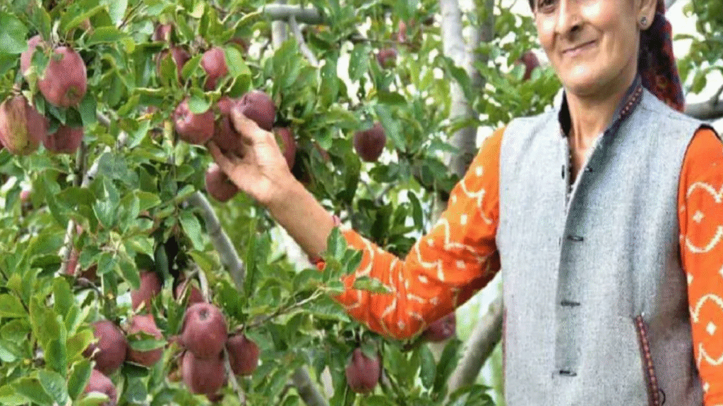 बारिश और भूस्खलन के बावजूद हिमाचल का सेब व्यापार नई ऊंचाइयों पर, 1.73 करोड़ पेटियों की हुई बिक्री - Samachar Mirchi