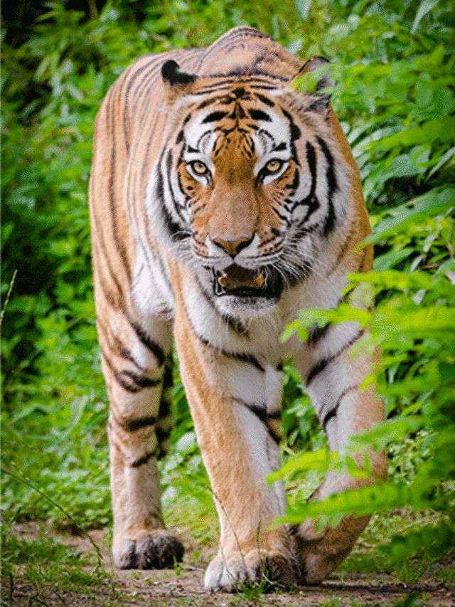 मोहखेड़ के पास मऊ में आज सुबह खेतों में बाघ दिखने से दहशत