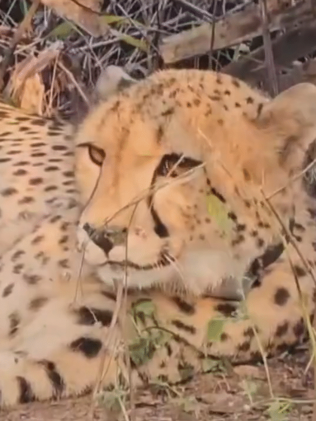 कूनो नेशनल पार्क से खुशखबरी: भारत में जन्मी चीता ‘मुखी’ ने दिए पांच स्वस्थ शावक