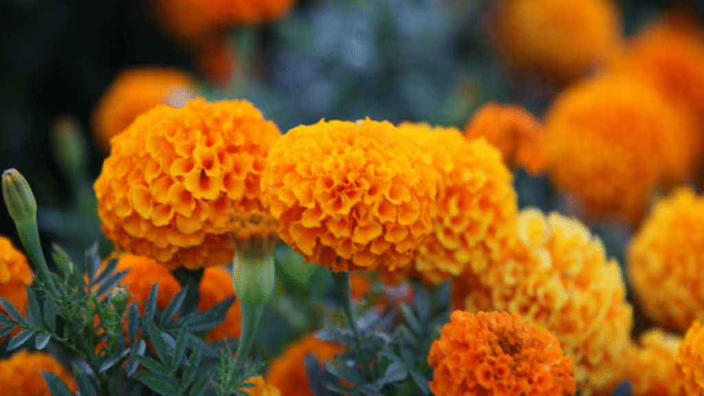 गेंदे की खेती पर सरकार दे रही सब्सिडी, किसानों के लिए सुनहरा मौका