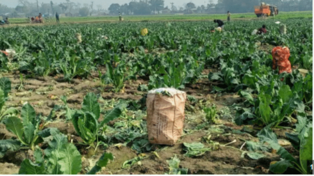 सिर्फ दो महीनों में लाखों की कमाई! पत्ता गोभी और शिमला मिर्च की खेती से मालामाल हो रहे किसान सिर्फ दो महीनों में लाखों की कमाई! पत्ता गोभी और शिमला मिर्च की खेती से मालामाल हो रहे किसान - Samachar Mirchi