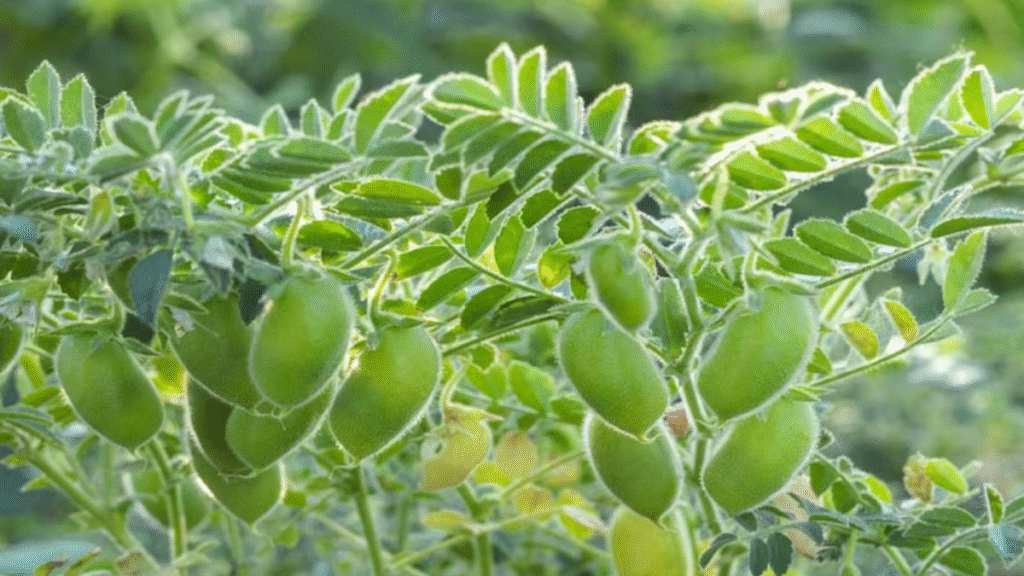 किसानों के लिए फायदे का सौदा है चने की खेती, सही बीज चयन से बढ़ेगा मुनाफा