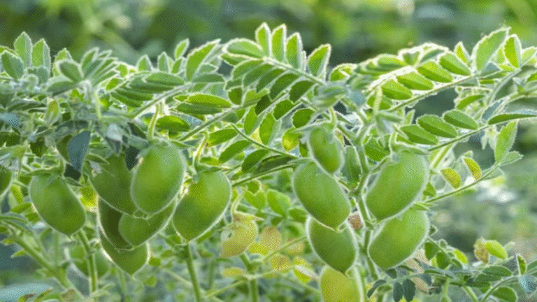किसानों के लिए फायदे का सौदा है चने की खेती, सही बीज चयन से बढ़ेगा मुनाफा