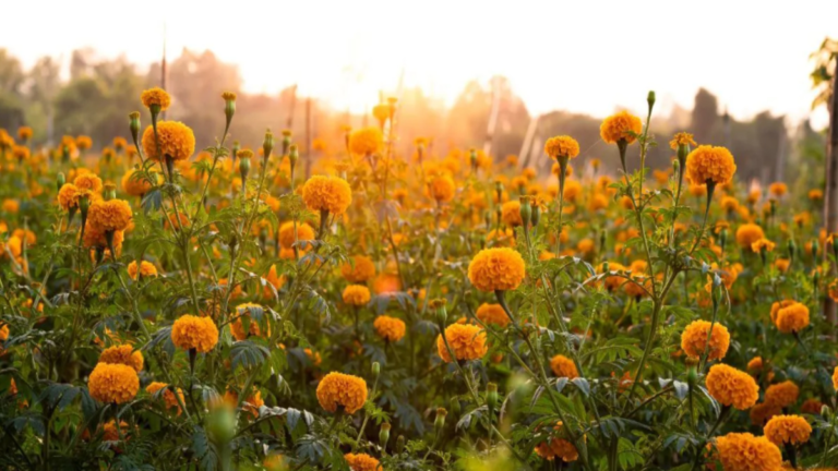 अब खेत बनेगा ATM: बिहार में गेंदा फूल की खेती पर 40,000 रुपये प्रति हेक्टेयर सब्सिडी