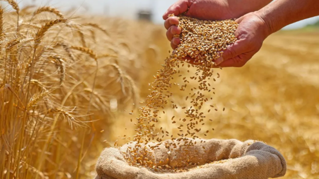 गेहूं खरीद की तैयारियां तेज: कंट्रोल रूम की स्थापना, बढ़े MSP और बोनस से किसानों को मिलेगा बेहतर मंडी भाव