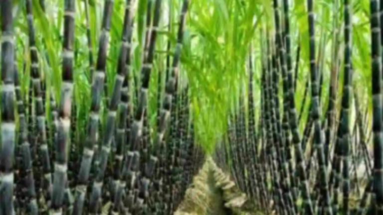 गन्ने की नई किस्म को.शा. 19231: 0238 की कर देगी छुट्टी, 1000 क्विंटल प्रति हेक्टेयर पैदावार