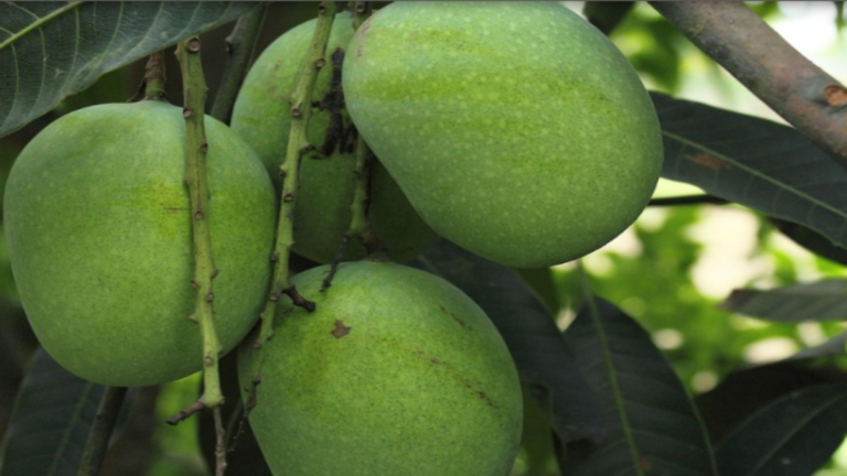 आम की बढ़ेगी मिठास, फसल की होगी बंपर पैदावार…किसान फरवरी-मार्च में करें ये काम