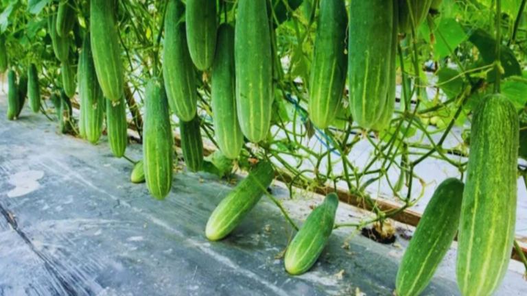 गर्मी में खेती का स्मार्ट तरीका: कम पानी में ज्यादा मुनाफा देने वाली शॉर्ट ड्यूरेशन फसलें