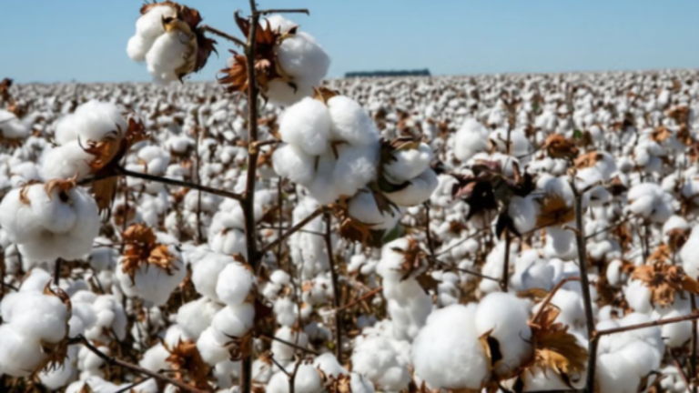 कपास किसानों के लिए बड़ी राहत: केंद्र सरकार ने MSP फंडिंग के तहत CCI को 1,718.56 करोड़ रुपये मंजूर
