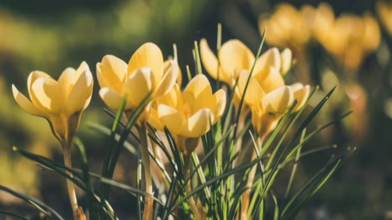 गार्डन में लगाएं ये रंग-बिरंगे फूल, वसंत से लेकर गर्मियों और पतझड़ तक रहेगा खूबसूरत माहौल