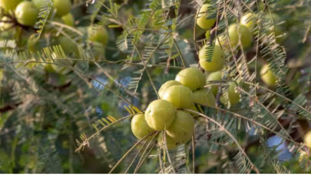 किचन गार्डन में आंवले का पौधा उगाने के आसान तरीके, साथ में जानें उन्नत तकनीकें और नींबू की खेती के टिप्स