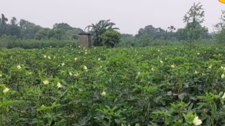 गेहूं कटाई के बाद भिंडी की खेती से किसानों को मिलेगा तगड़ा मुनाफा, 45 दिन में शुरू होगी कमाई