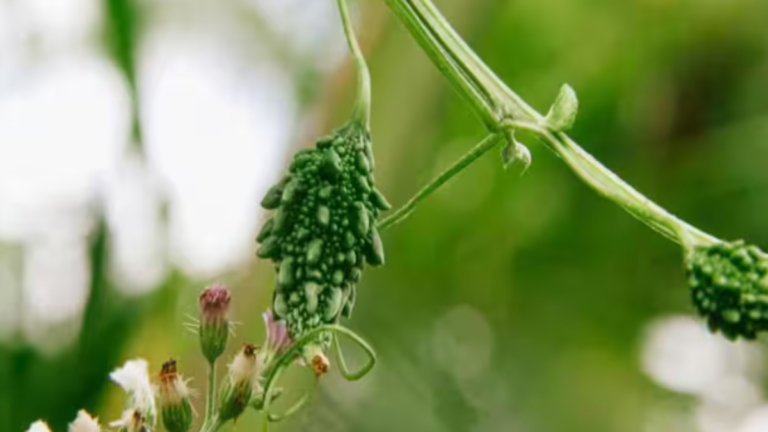 किचन गार्डन में ऐसे उगाएं करेला, 15 दिनों में लहलहाएगी बेल – जानें आसान और वैज्ञानिक तरीका