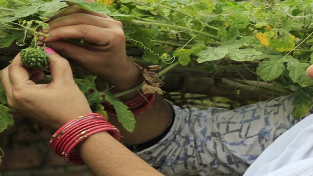 घर पर उगाएं करेले की उन्नत किस्म ‘काशी प्रतिष्ठा’, कम कीमत में मिल रहे उच्च गुणवत्ता वाले बीज