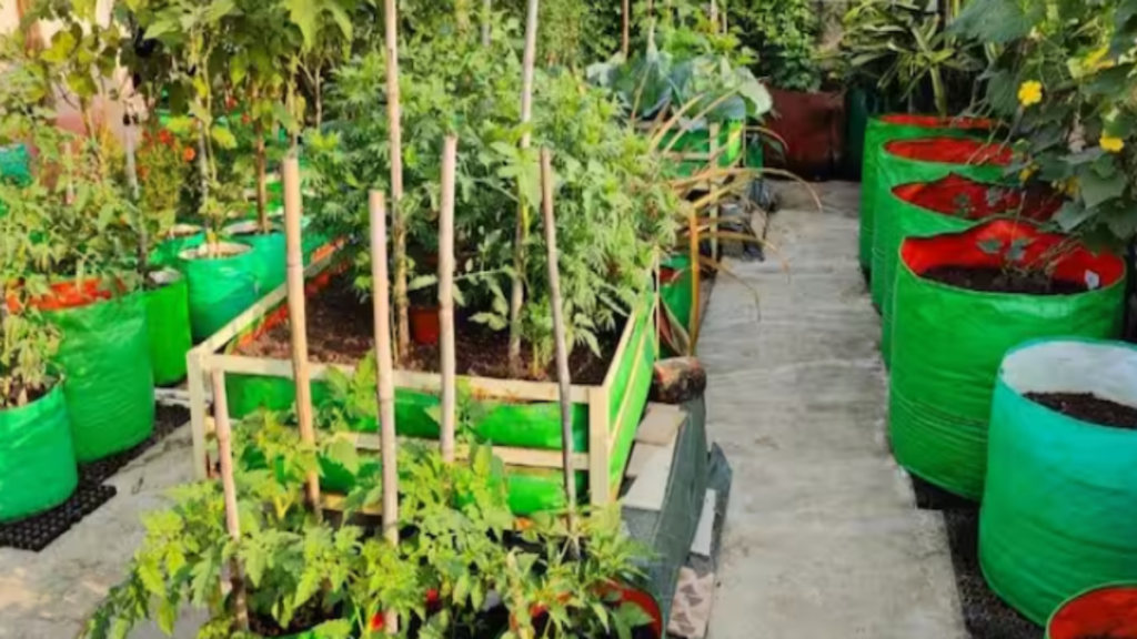 छत-में सब्जियां उगाते समय इन गलतियों से बचें, कौन-सी गलतियां बिगाड़ सकती हैं आपकी गार्डनिंग, जानें छत-में सब्जियां उगाते समय इन गलतियों से बचें, कौन-सी गलतियां बिगाड़ सकती हैं आपकी गार्डनिंग, जानें - Samachar Mirchi