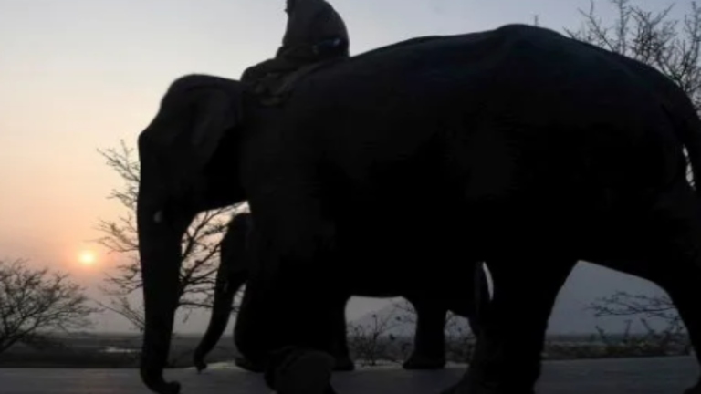 कर्नाटक का मथिगोडु हाथी शिविर पर्यटकों के लिए खुला, अब करीब से देख सकेंगे हाथियों की दुनिया