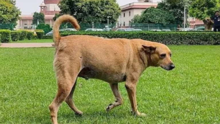 सुप्रीम कोर्ट ने डॉग लवर्स की याचिकाएं खारिज की, सार्वजनिक जगहों से हटाए जाएंगे आवारा कुत्ते