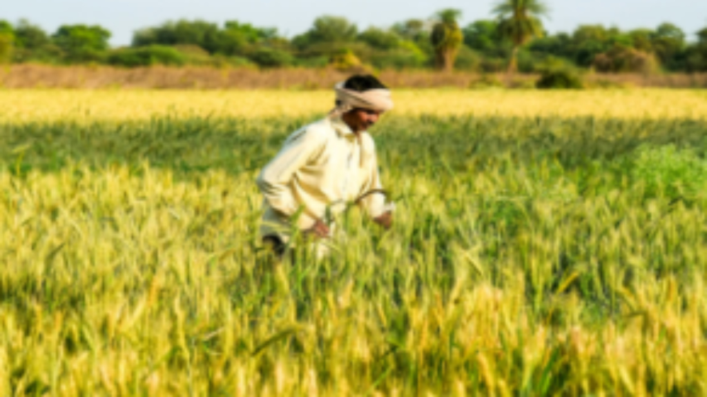 कम बारिश, महंगी खाद और बढ़ती गर्मी: किसानों के लिए क्या है समाधान? कम बारिश, महंगी खाद और बढ़ती गर्मी: किसानों के लिए क्या है समाधान? - Samachar Mirchi