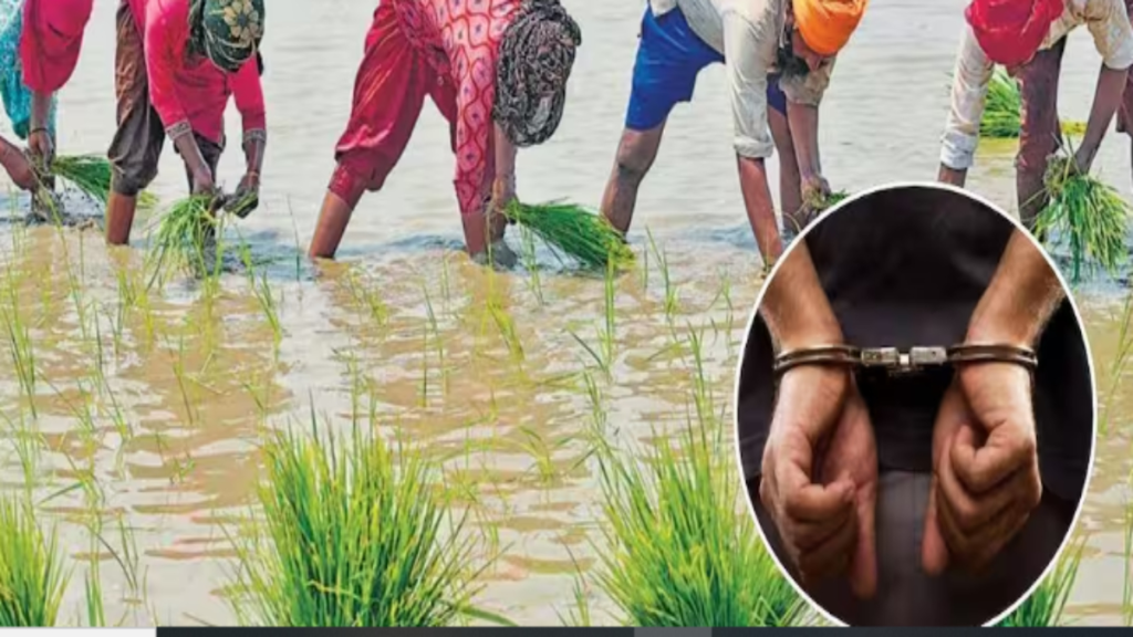 पीएम फसल बीमा योजना में फर्जीवाड़े पर सरकार सख्त, गलत क्लेम करने वालों पर होगी कार्रवाई पीएम फसल बीमा योजना में फर्जीवाड़े पर सरकार सख्त, गलत क्लेम करने वालों पर होगी कार्रवाई - Samachar Mirchi