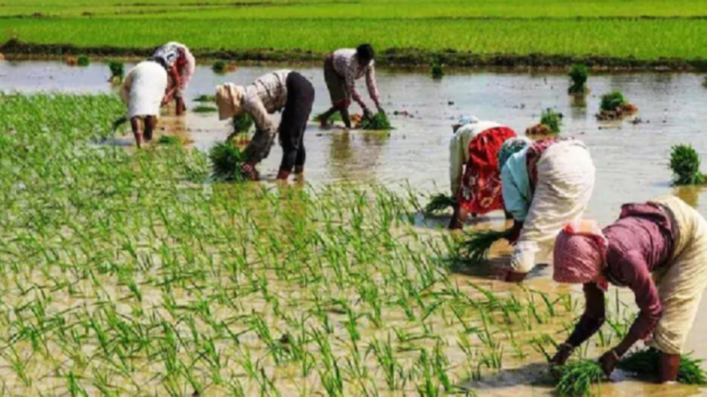 बारिश के बाद फसलों में तेजी से फैलती है ये बीमारी, किसान ऐसे करें देखभाल बारिश के बाद फसलों में तेजी से फैलती है ये बीमारी, किसान ऐसे करें देखभाल - Samachar Mirchi