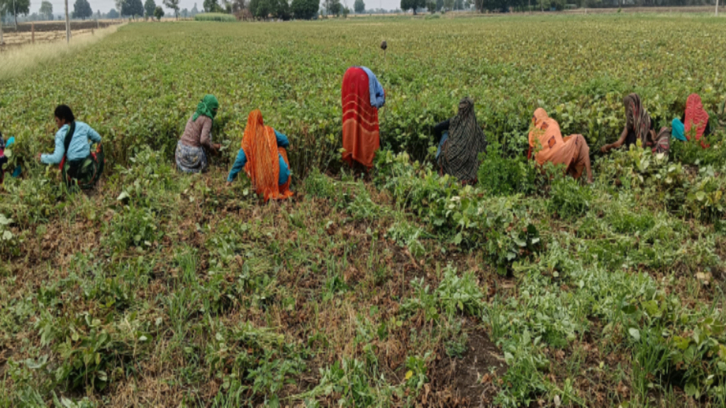 मूंग की खेती: कम बारिश में भी किसानों को मिल सकता है अच्छा मुनाफा,फायदे का सौदा - Samachar Mirchi