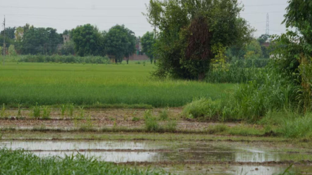 IMD ने जारी किया 7 दिनों का भारी बारिश अलर्ट, किसान खरीफ फसलों की सुरक्षा करें - Samachar Mirchi