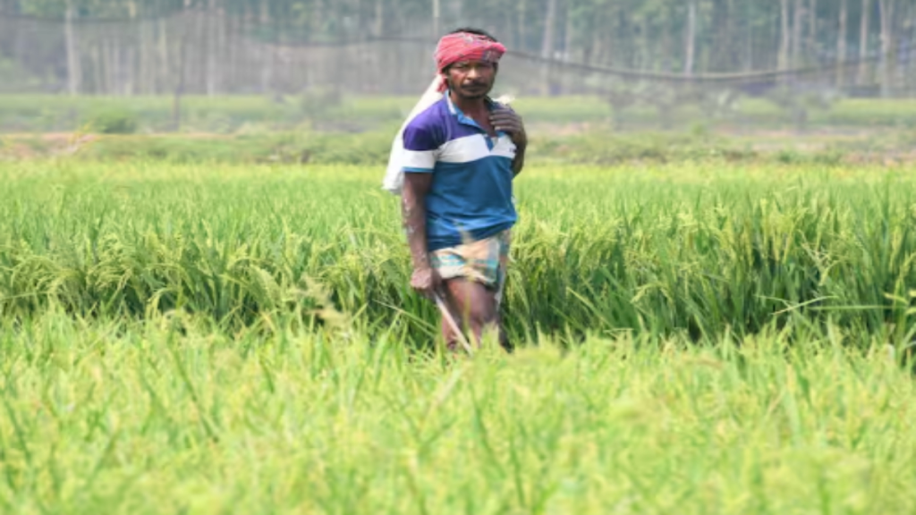 किसानों को किस सरकारी योजना में मिलती है सबसे ज्यादा सब्सिडी? जानिए फसल बीमा के फायदे किसानों को किस सरकारी योजना में मिलती है सबसे ज्यादा सब्सिडी? जानिए फसल बीमा के फायदे - Samachar Mirchi