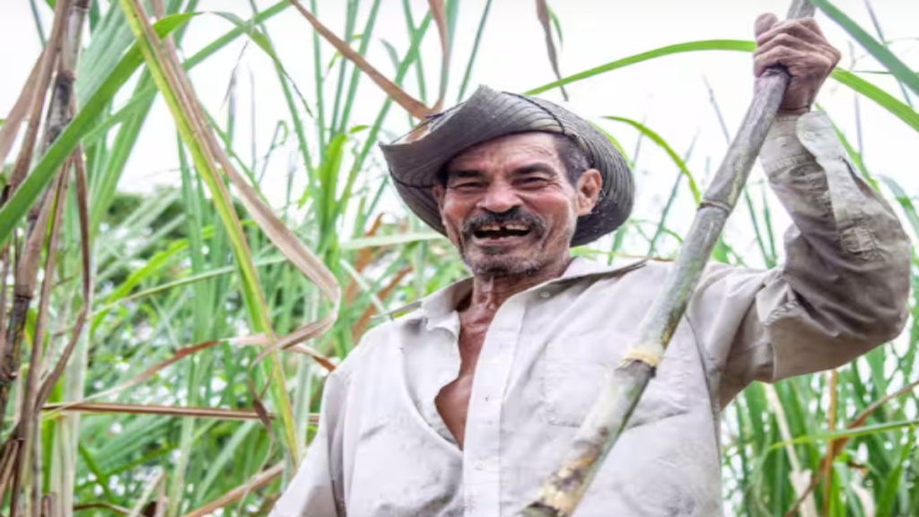 गन्ने में कीट नियंत्रण का सस्ता और जैविक तरीका: सिर्फ 100 रुपये में ट्राइकोकार्ड से बचाएं फसल गन्ने में कीट नियंत्रण का सस्ता और जैविक तरीका: सिर्फ 100 रुपये में ट्राइकोकार्ड से बचाएं फसल - Samachar Mirchi