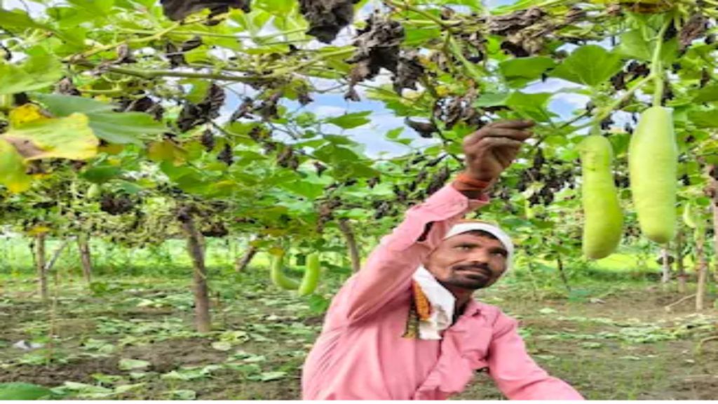 एक मचान, तीन फसल और हर महीने 30 हजार की कमाई, किसान का देसी जुगाड़ एक मचान, तीन फसल और हर महीने 30 हजार की कमाई, किसान का देसी जुगाड़ - Samachar Mirchi