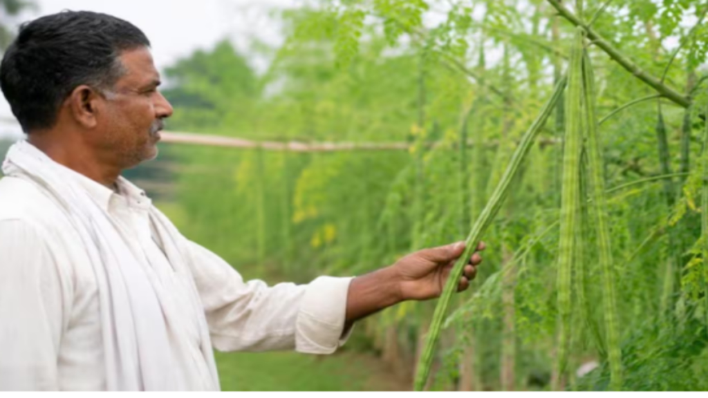 सहजन की खेती से बढ़ेगी किसानों की कमाई, मुफ्त प्रशिक्षण के साथ मिलेंगे 1000 पौधे सहजन की खेती से बढ़ेगी किसानों की कमाई, मुफ्त प्रशिक्षण के साथ मिलेंगे 1000 पौधे - Samachar Mirchi