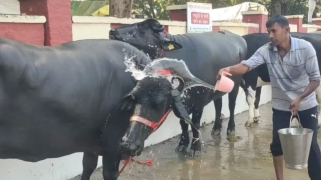 राष्ट्रीय गोपाल रत्न पुरस्कार 2026: डेयरी किसानों को 5 लाख रुपये तक का पुरस्कार, जानें पूरी जानकारी राष्ट्रीय गोपाल रत्न पुरस्कार 2026: डेयरी किसानों को 5 लाख रुपये तक का पुरस्कार, जानें पूरी जानकारी - Samachar Mirchi