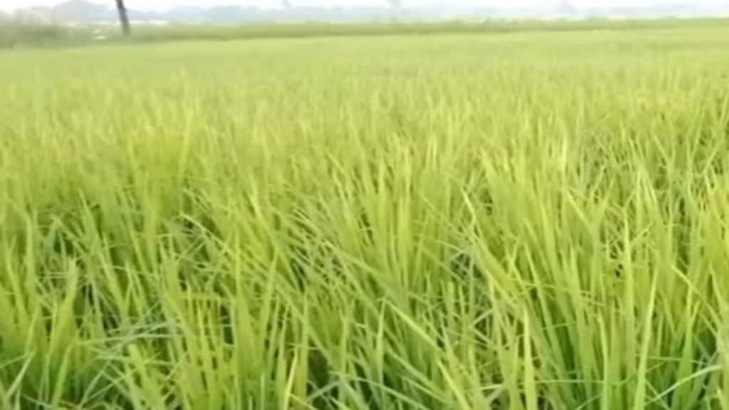 धान में बौनेपन के लक्षण भारी नुकसान का संकेत, विंध्य क्षेत्र के किसान तुरंत अपनाएं ये नियंत्रण उपाय धान में बौनेपन के लक्षण भारी नुकसान का संकेत, विंध्य क्षेत्र के किसान तुरंत अपनाएं ये नियंत्रण उपाय - Samachar Mirchi