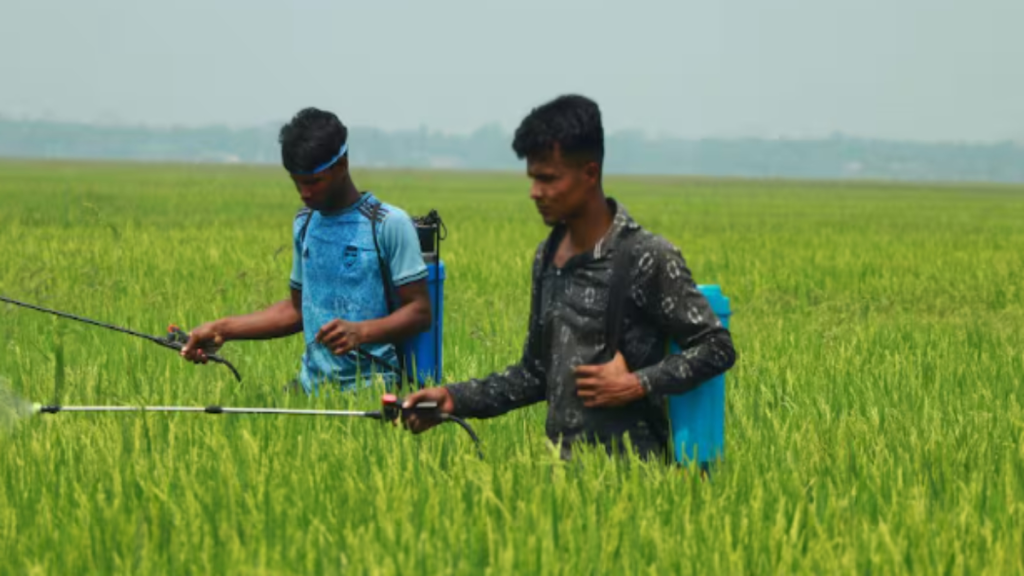 चावल के चमकीले दानों के लिए धान में करें ये स्प्रे फिर देखें जादू - Samachar Mirchi