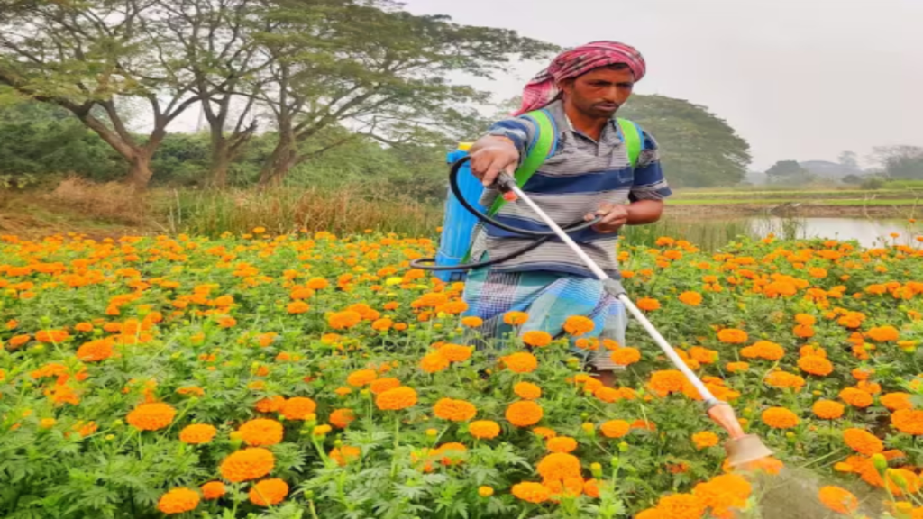 गेंदा साल में तीन बार उगाया जा सकता है, एक एकड़ से 1.5 से 2.5 लाख तक कमाई संभव गेंदा साल में तीन बार उगाया जा सकता है, एक एकड़ से 1.5 से 2.5 लाख तक कमाई संभव - Samachar Mirchi