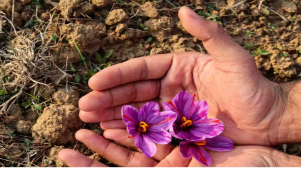 केसर की खेती भारत में कहां-कहां होती है, क्यों है इतनी मुश्किल? जानिए पूरी जानकारी केसर की खेती भारत में कहां-कहां होती है, क्यों है इतनी मुश्किल? जानिए पूरी जानकारी - Samachar Mirchi