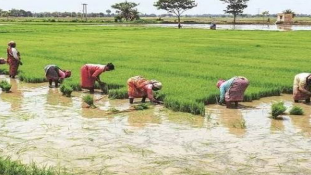 खेती-किसानी में क्या होता है एफपीओ, इससे किसान क्या-क्या फायदा उठा सकते हैं - Samachar Mirchi