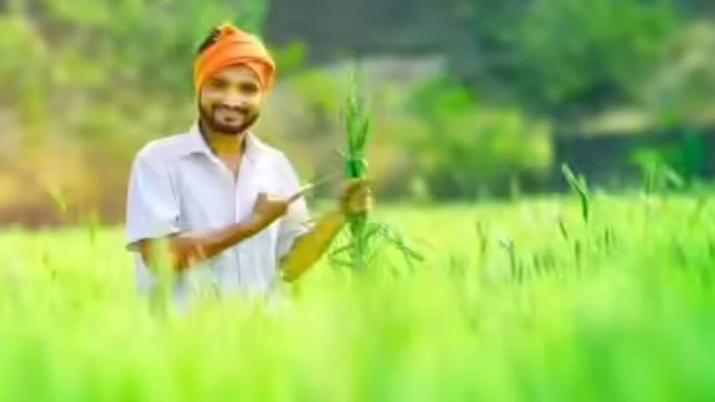 कृषक उन्नति योजना से छत्तीसगढ़ के किसानों को मिल रहा है धान का बेहतर दाम ऐसे उठाएं फायदा - Samachar Mirchi