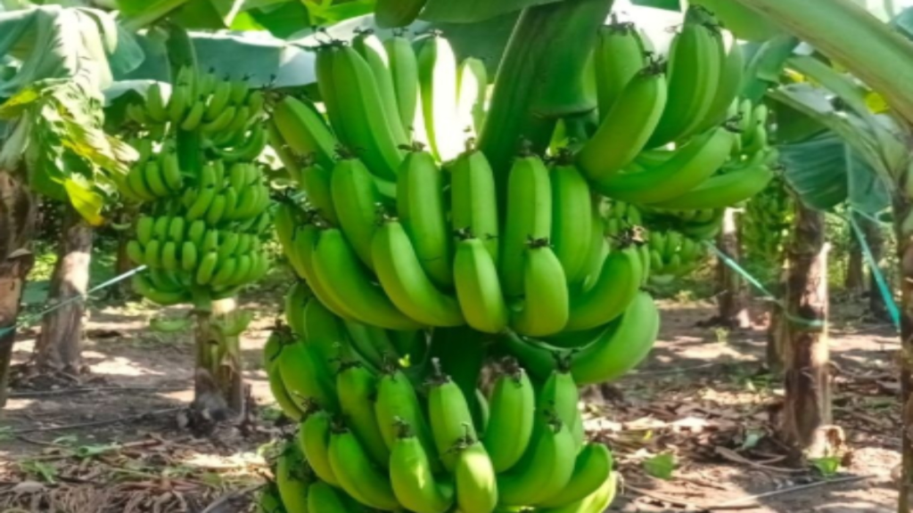 केले की खेती पर सरकार दे रही 40 से 50% तक अनुदान, जानें पात्रता और किसानों को मिलने वाले लाभ - Samachar Mirchi