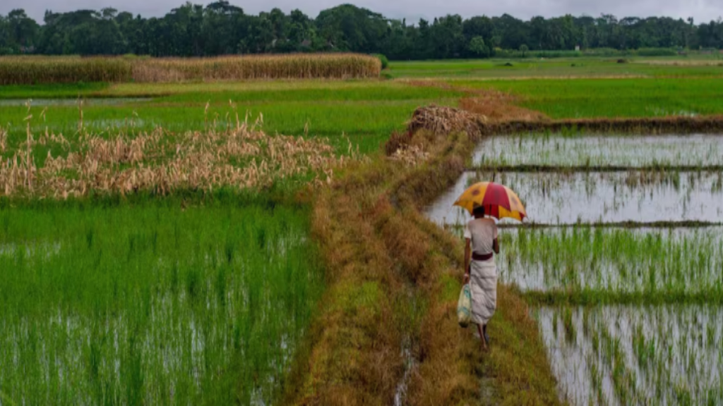 बारिश रुकते ही न करें ये गलती, खराब हो सकती है नई फसल; किसान तुरंत रखें इन बातों का ध्यान बारिश रुकते ही न करें ये गलती, खराब हो सकती है नई फसल; किसान तुरंत रखें इन बातों का ध्यान - Samachar Mirchi
